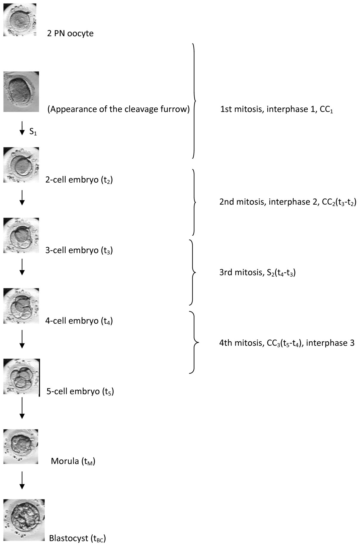 Genetic selection ivf image
