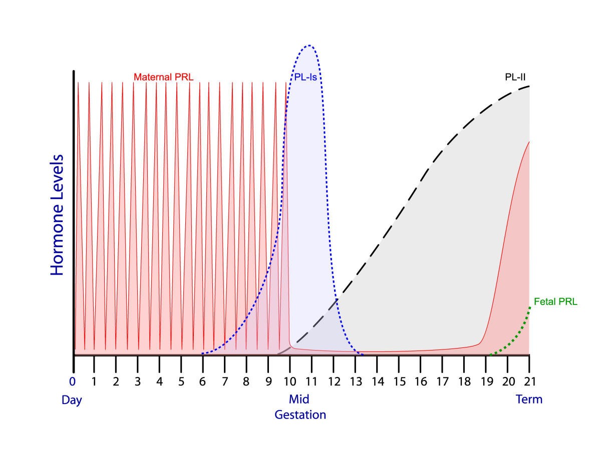 pregnancy hormones pregnancy hormones