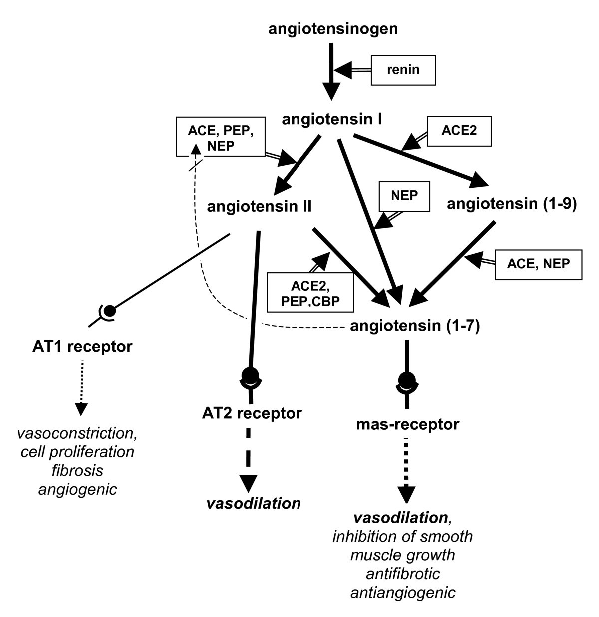 Vasodilator factors in the systemic and local adaptations to pregnancy