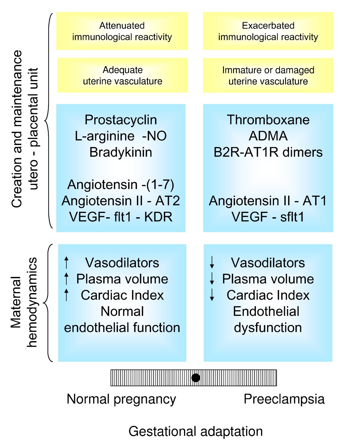 Vasodilator factors in the systemic and local adaptations to pregnancy