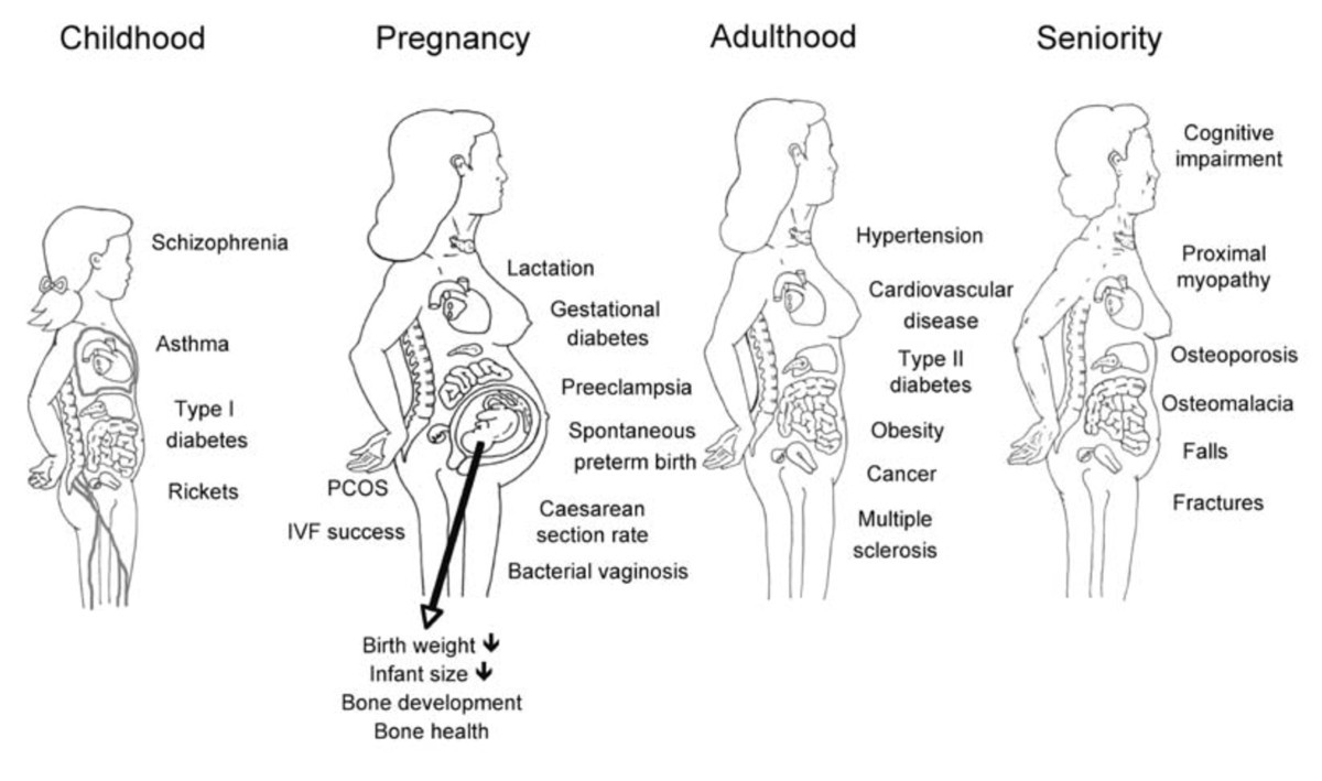 Vitamin D - roles in women's reproductive health? | Reproductive ...