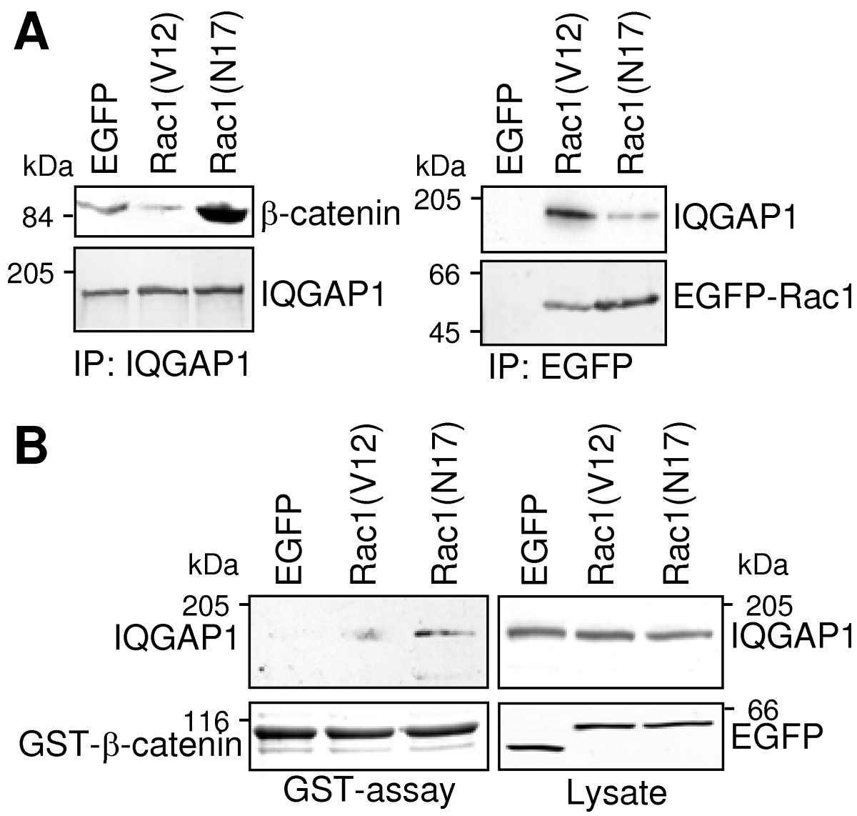 Rac1 activation inhibits Ecadherinmediated adherens junctions via