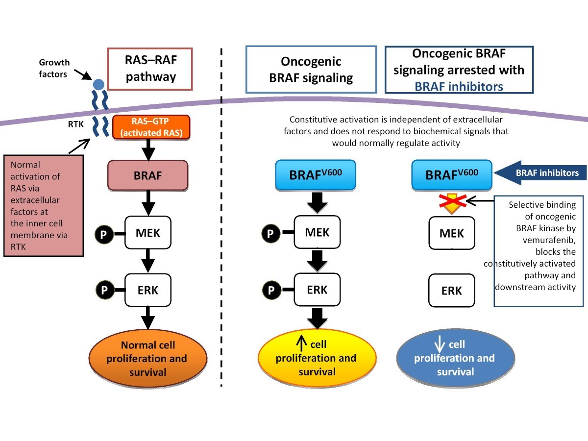 Braf mutation lung cancer