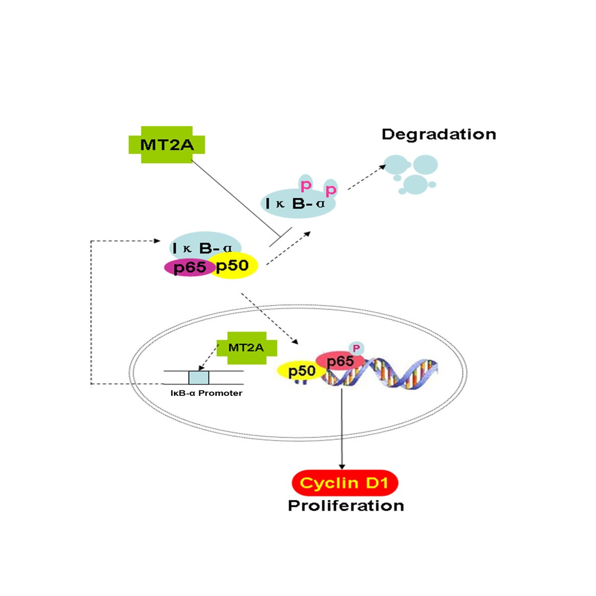 Metallothionein 2A inhibits NF-κB pathway activation and 