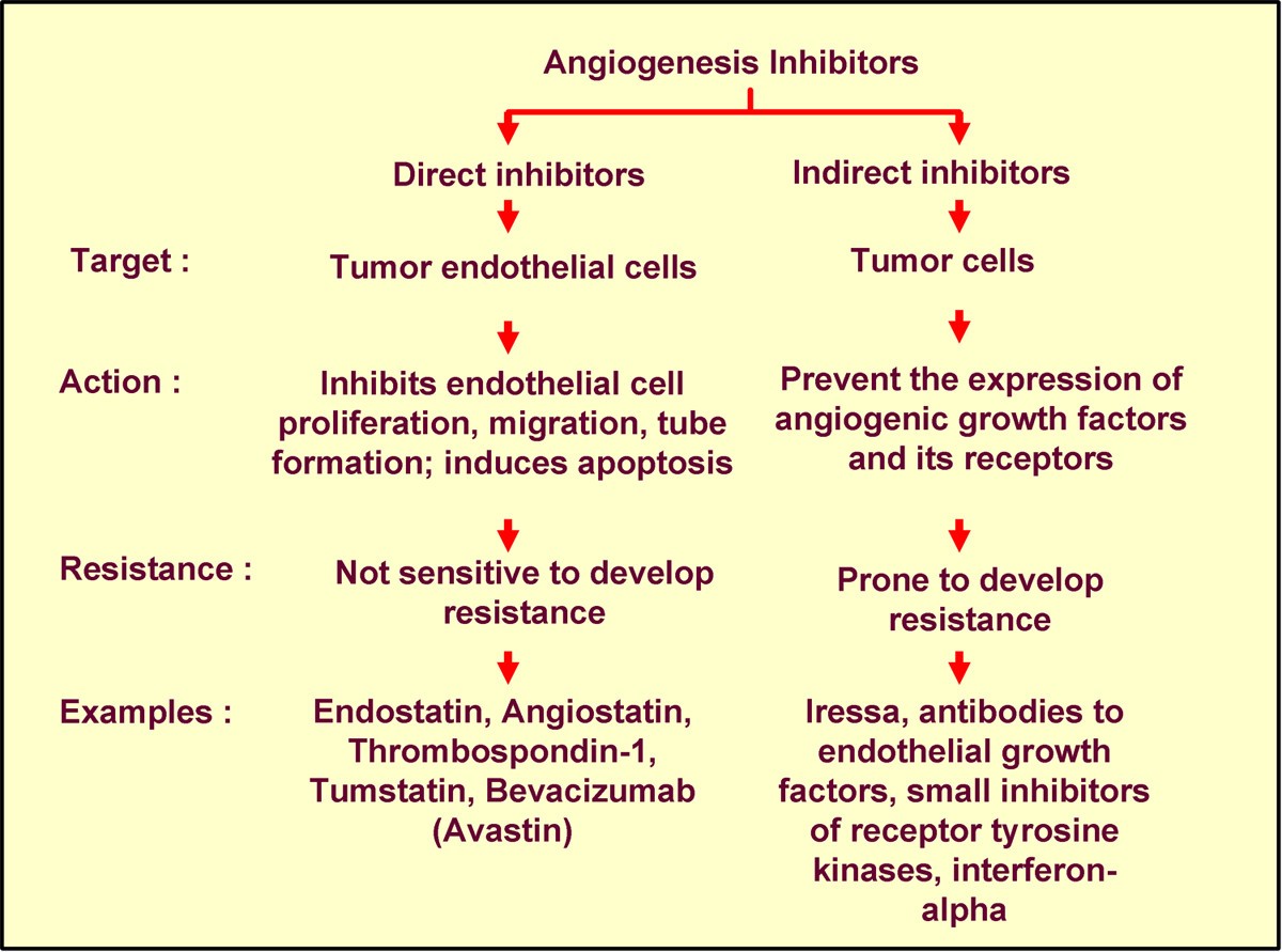 Tumor angiogenesis can be affected by hypoxia picture