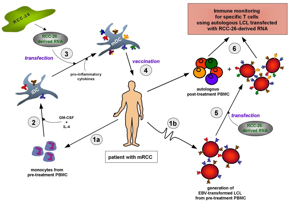 A generic RNA-pulsed dendritic cell vaccine strategy for renal cell