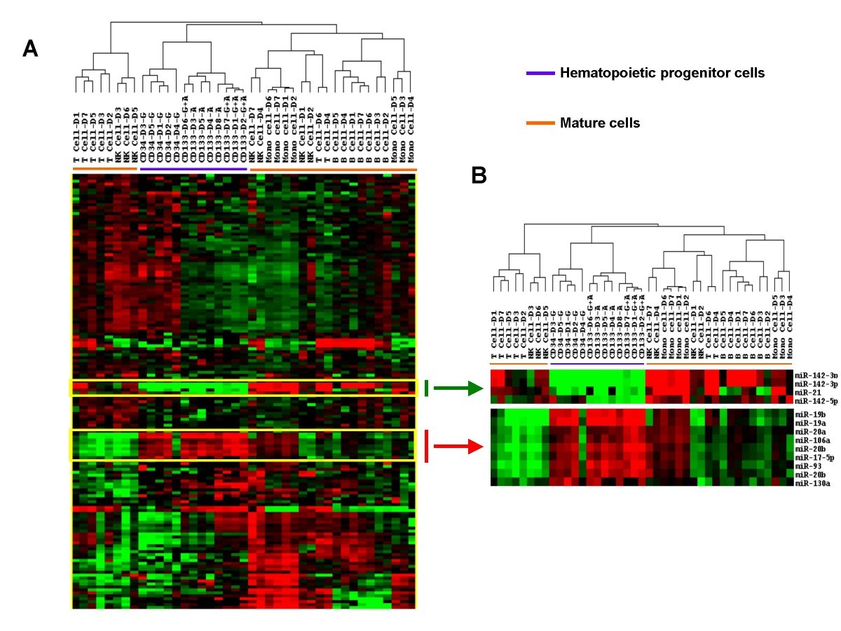 Differentiation of two types of mobilized peripheral blood stem cells ...