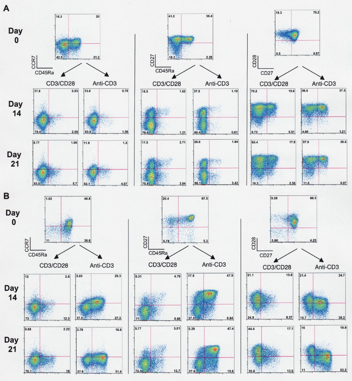 Comparison of antiCD3 and antiCD28coated beads with soluble antiCD3