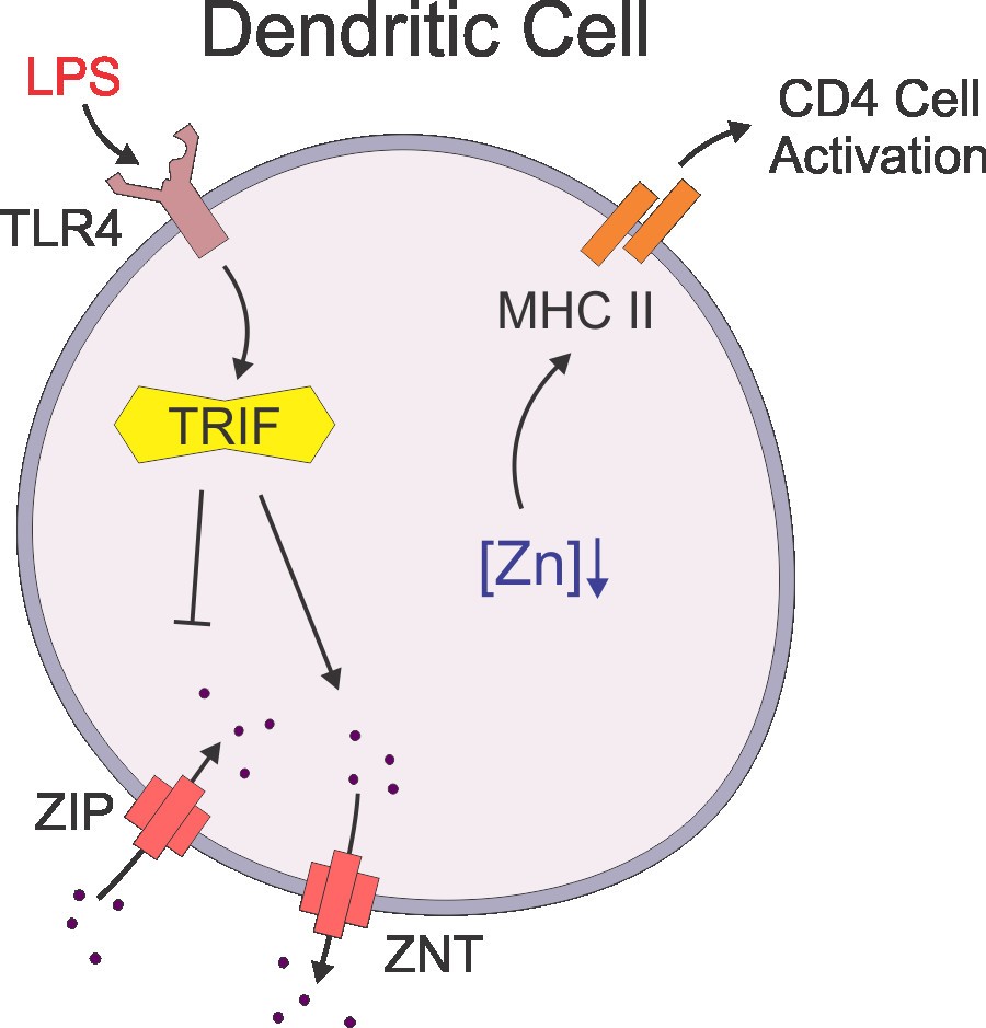 Zinc in innate and adaptive tumor immunity Journal of Translational