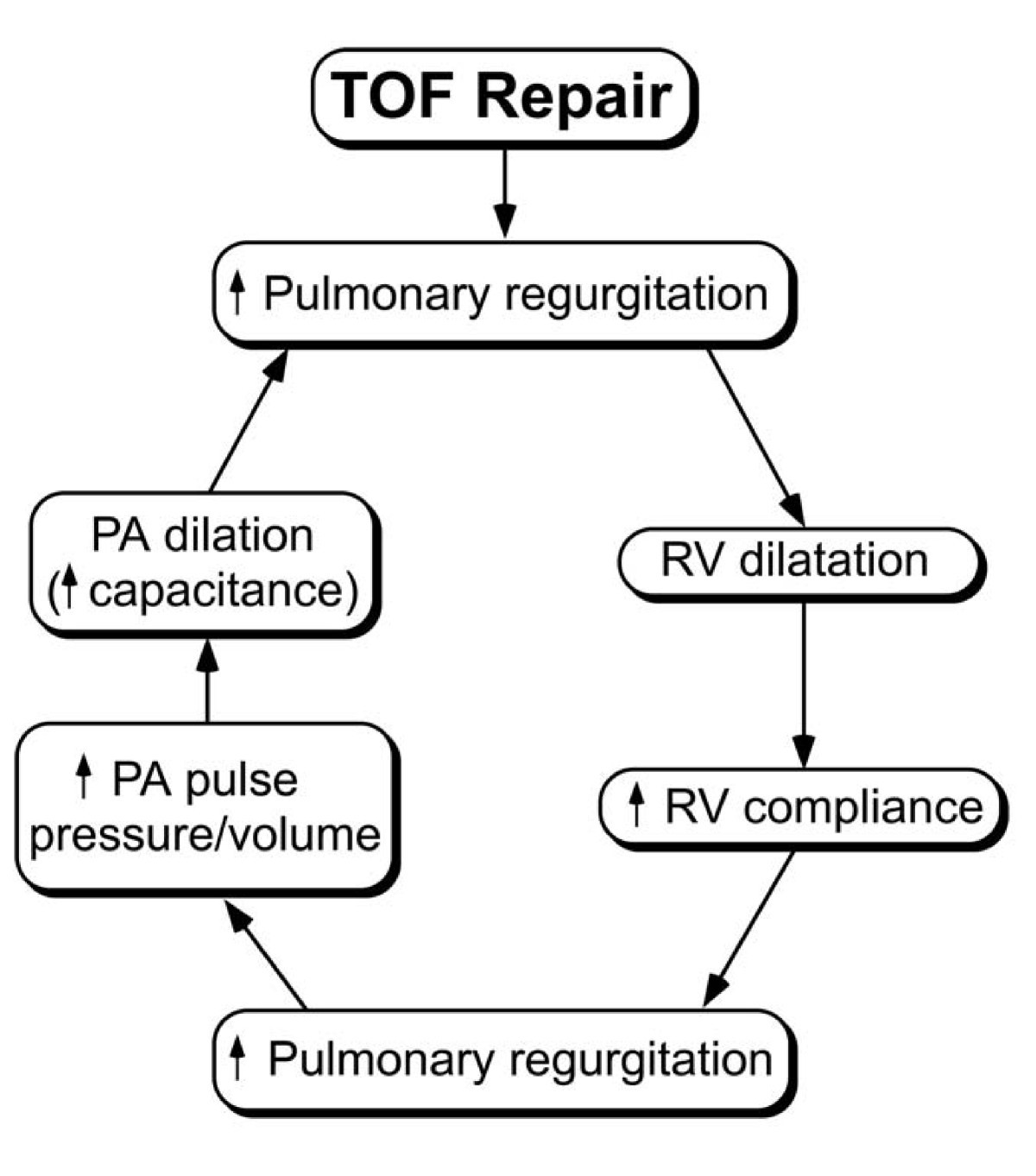 Repaired tetralogy of Fallot: the roles of cardiovascular ...