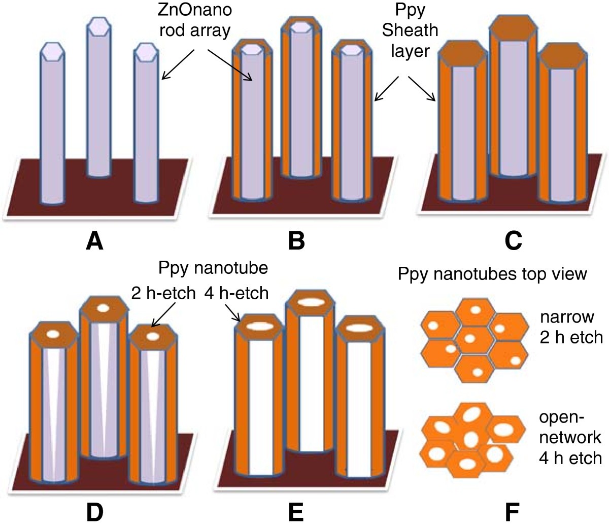 Vertically aligned ZnO nanorod corepolypyrrole conducting polymer