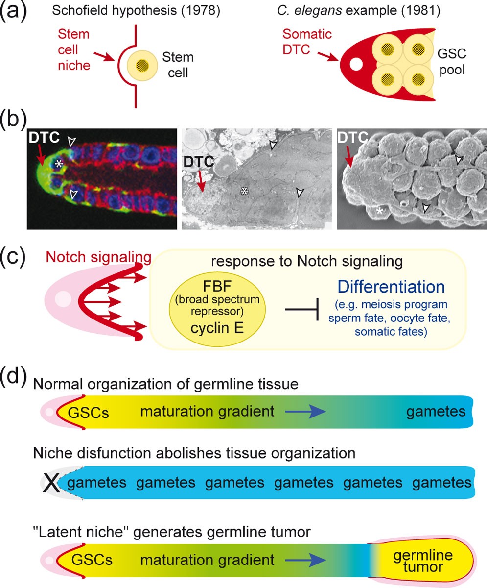 What does the concept of the stem cell niche really mean today? BMC