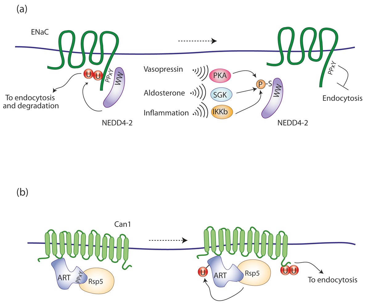 Signalingmediated control of ubiquitin ligases in endocytosis Biology Diagrams