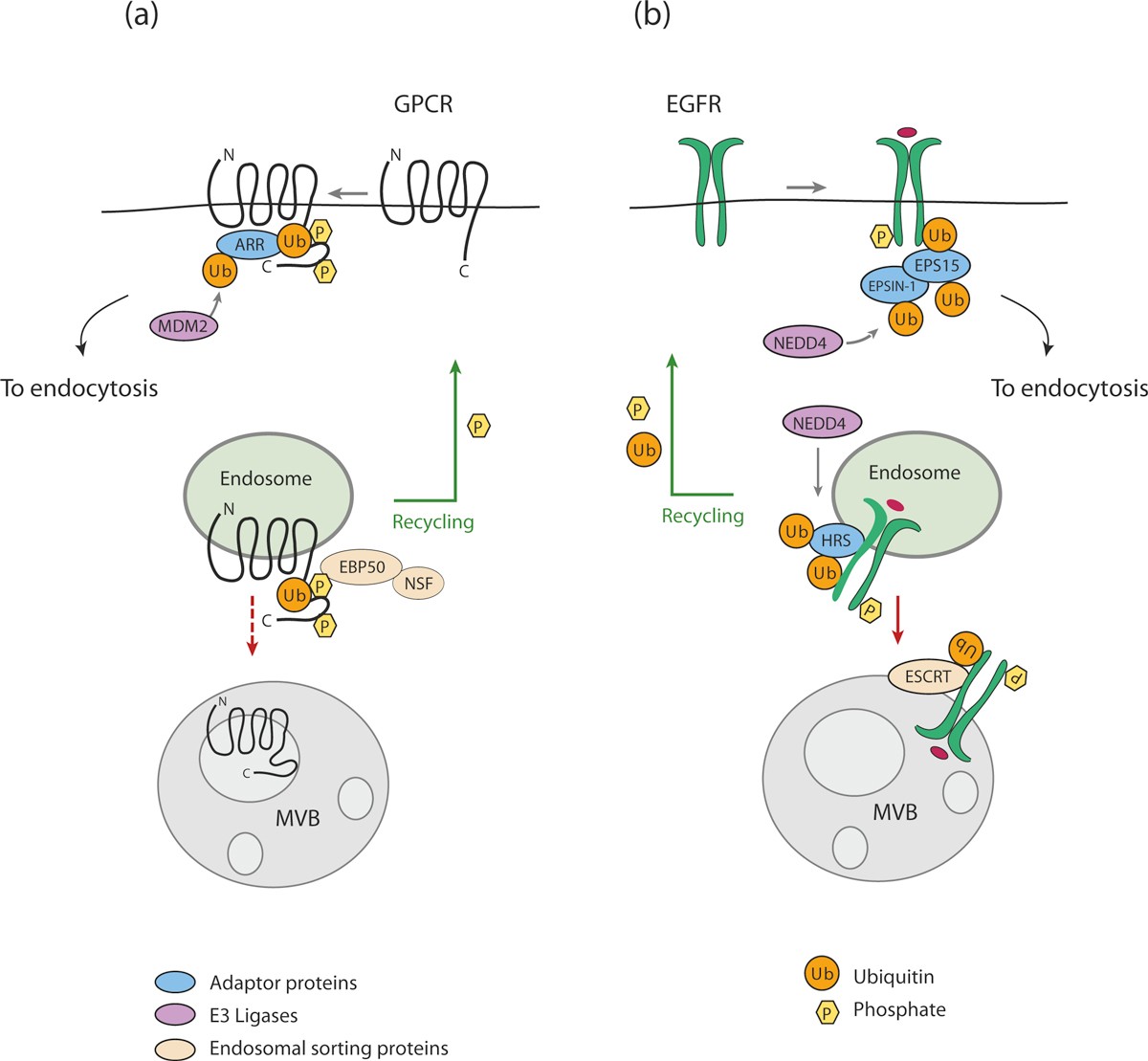 Signaling-mediated control of ubiquitin ligases in endocytosis Biology Diagrams