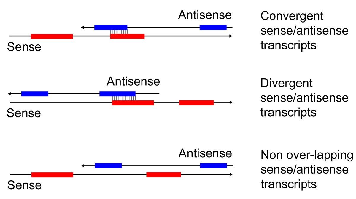 Biological functions of natural antisense transcripts