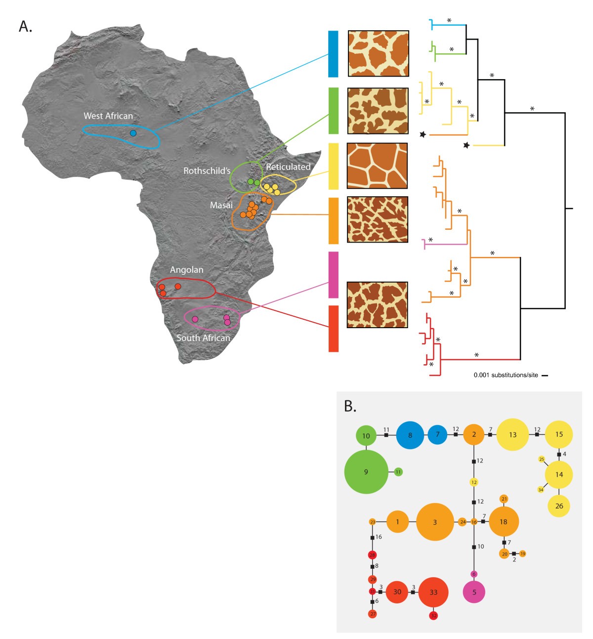 Extensive population structure in the giraffe BMC Biology