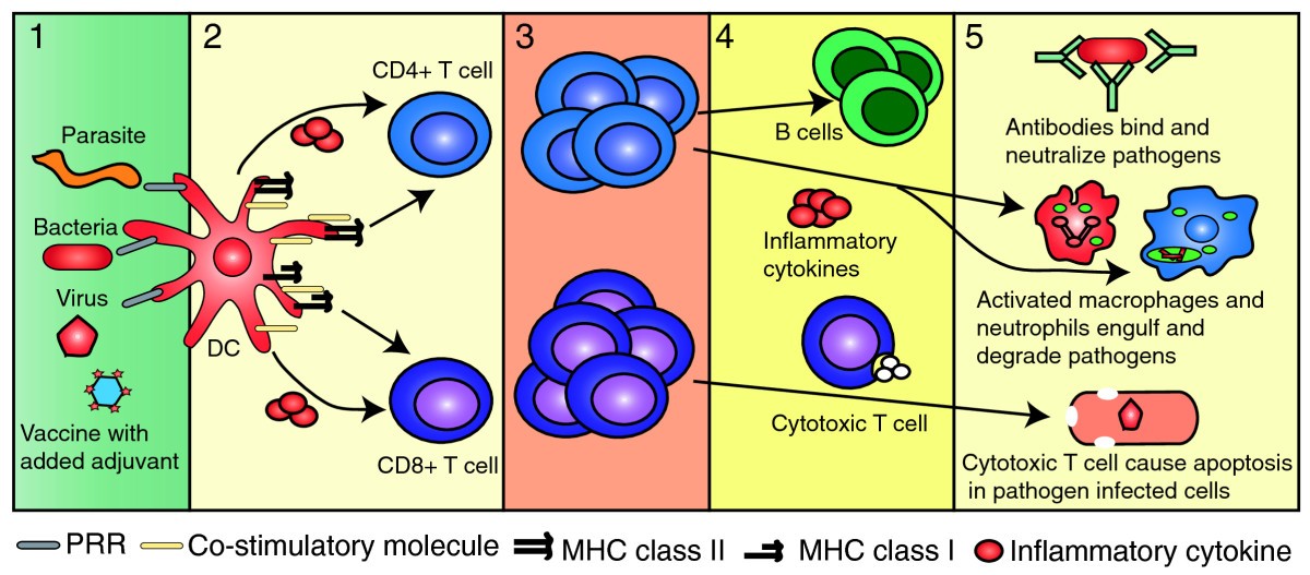 Immune mechanisms of protection: can adjuvants rise to the challenge