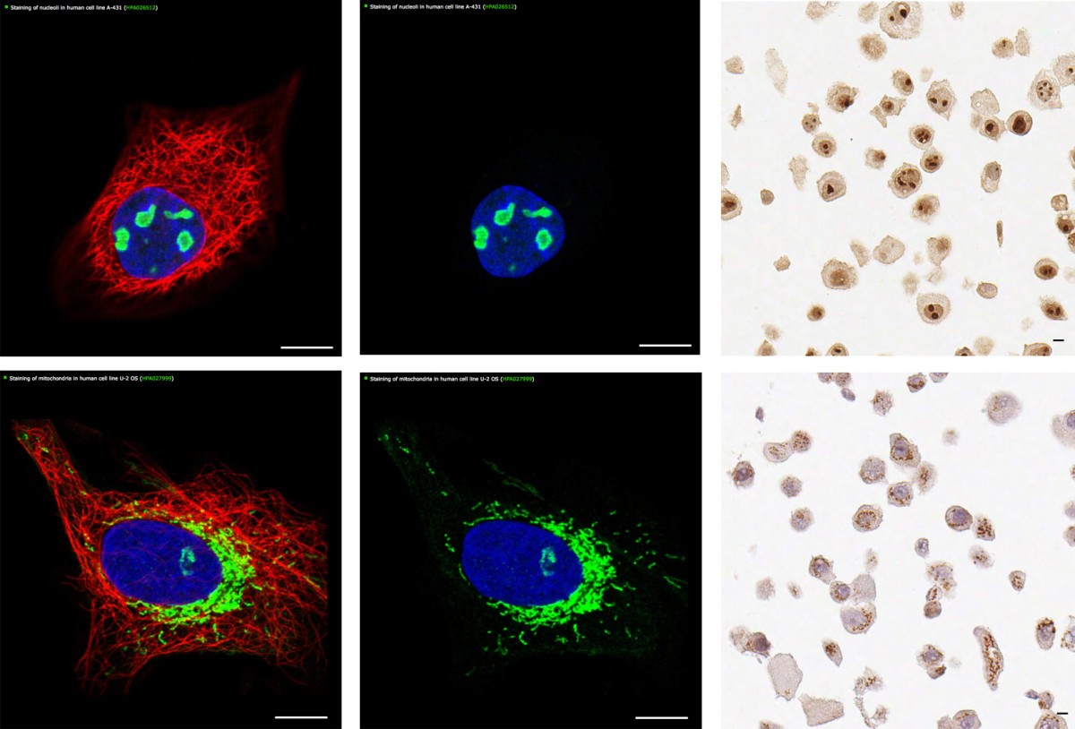 A tool to facilitate clinical biomarker studies a tissue dictionary
