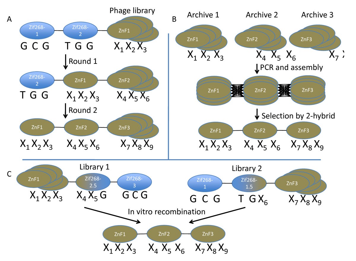 Zinc Finger Nucleases as tools to understand and treat human diseases