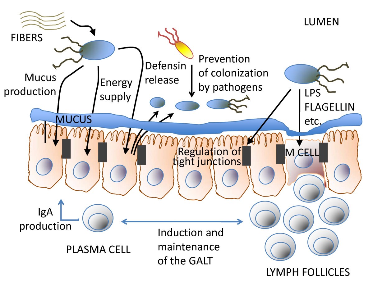 'Gut Health': A New Objective In Medicine? | BMC Medicine | Full Text