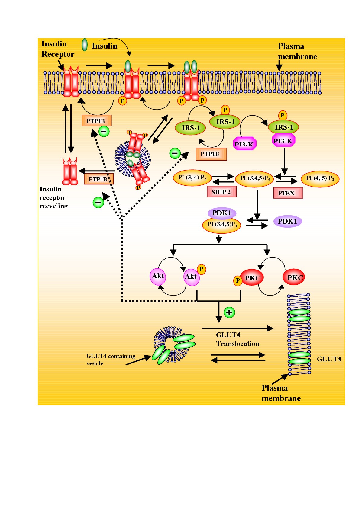negative feedback loop insulin negative feedback loop insulin
