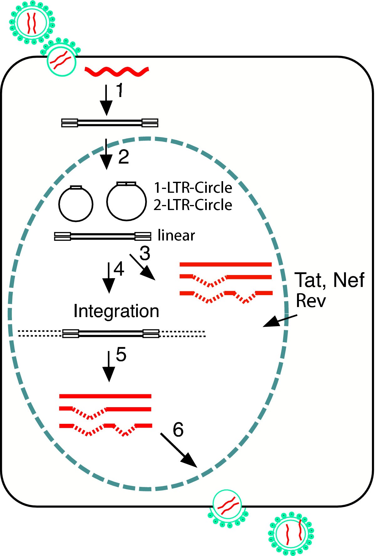 HIV-1 gene expression: lessons from provirus and non ... diagram of reverse transcription 