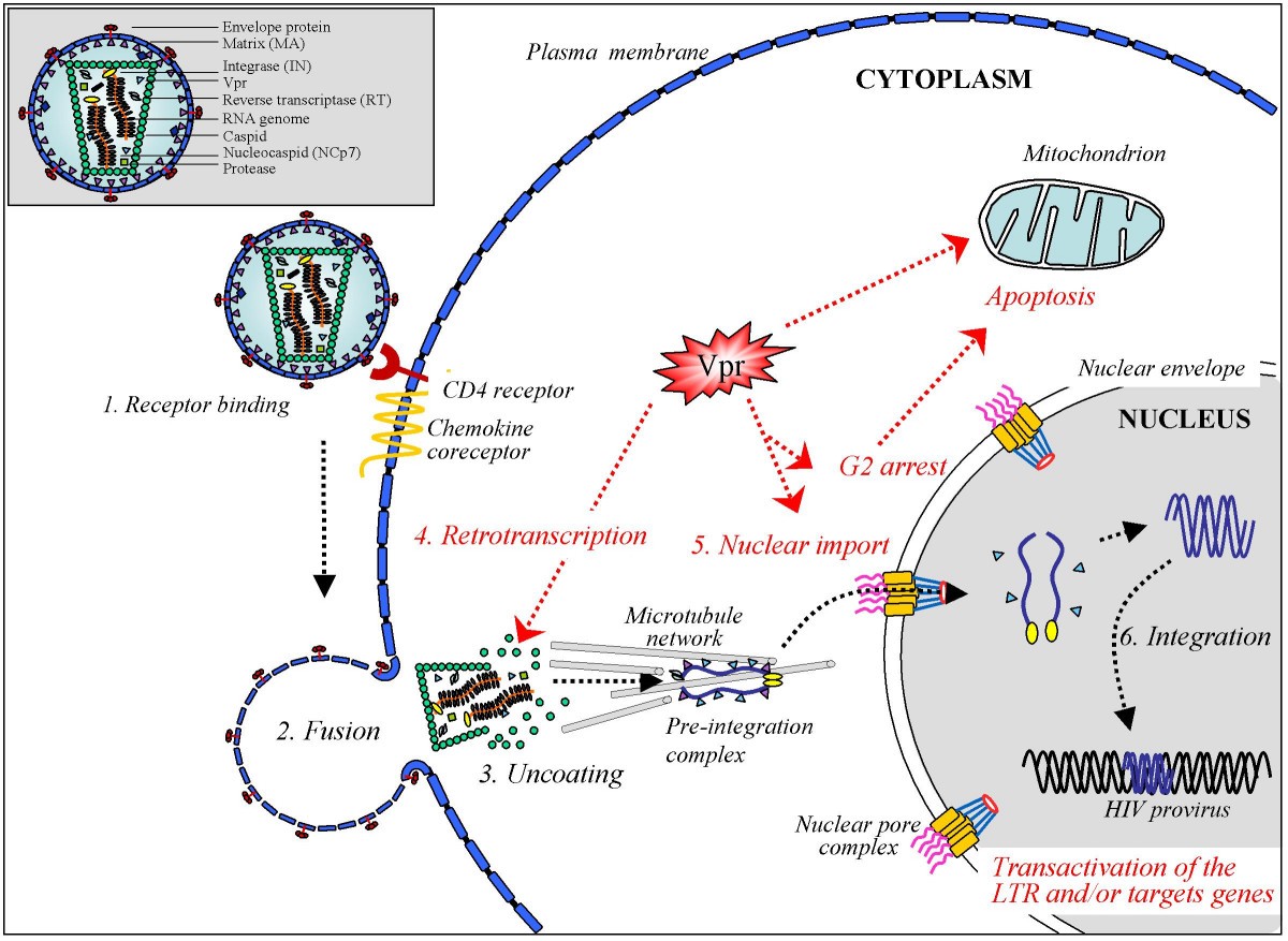 Hiv pathogenesis review picture