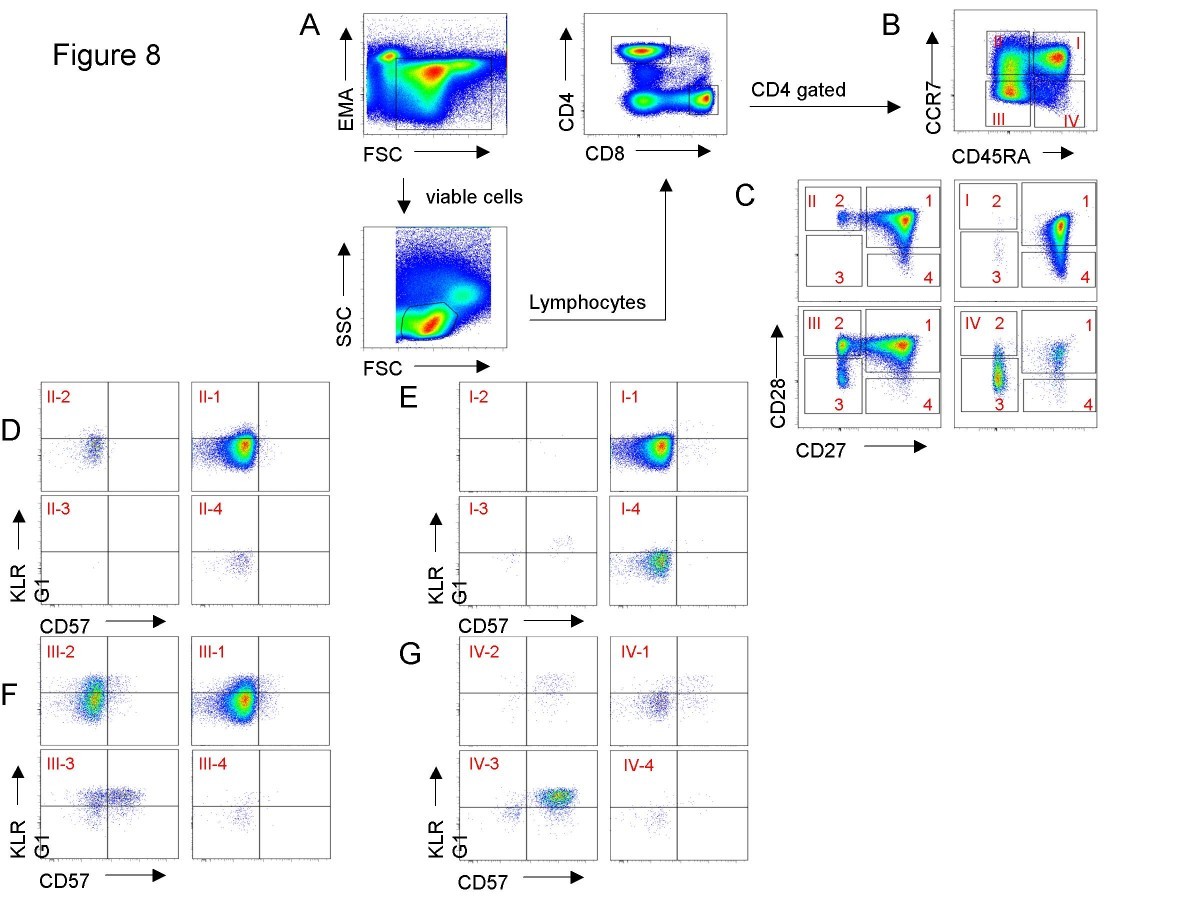 Multiparameter flow cytometric analysis of CD4 and CD8 T cell subsets