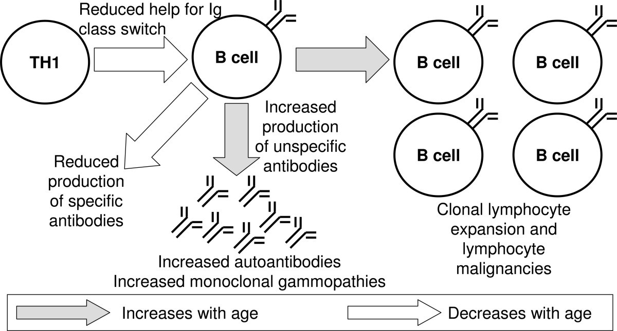 The immune system and the impact of zinc during aging Immunity