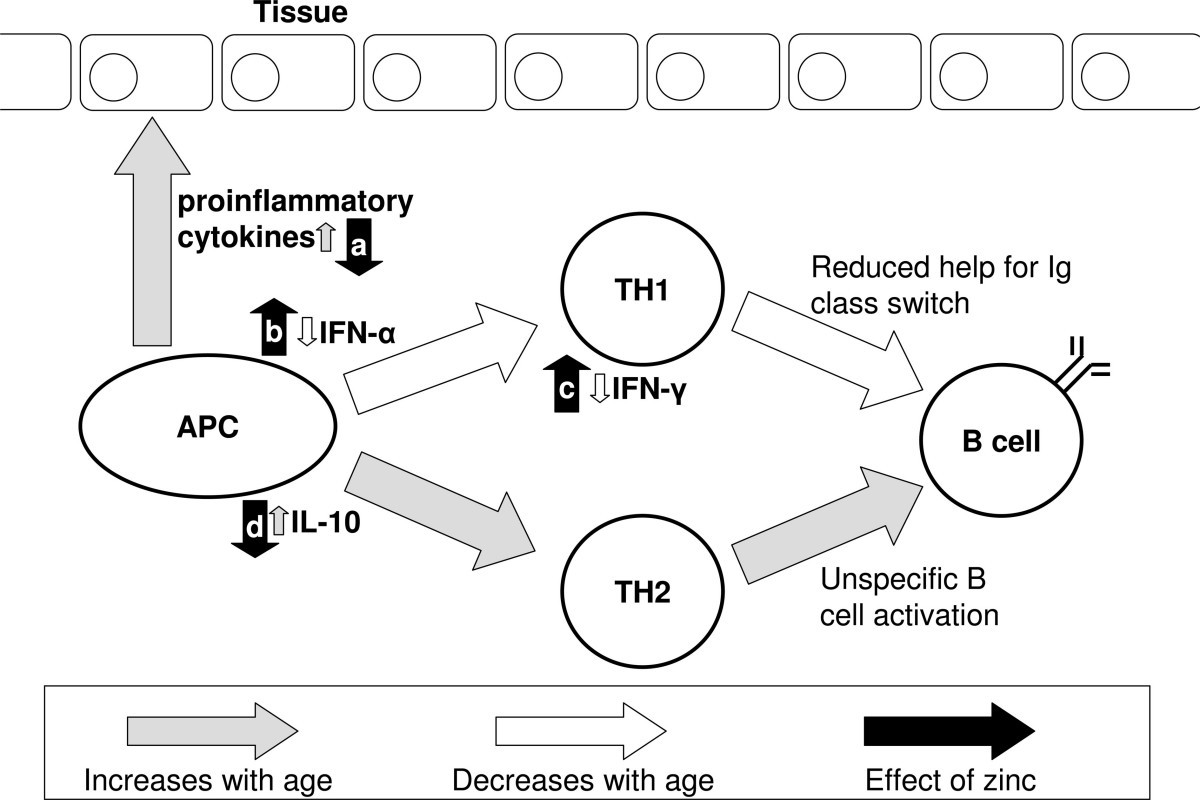 The immune system and the impact of zinc during aging Immunity