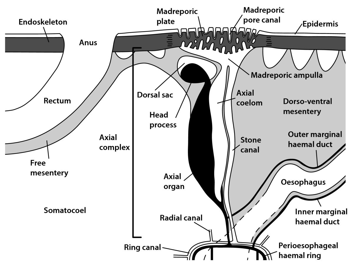 Comparative morphology of the axial complex and interdependence of internal organ systems in sea