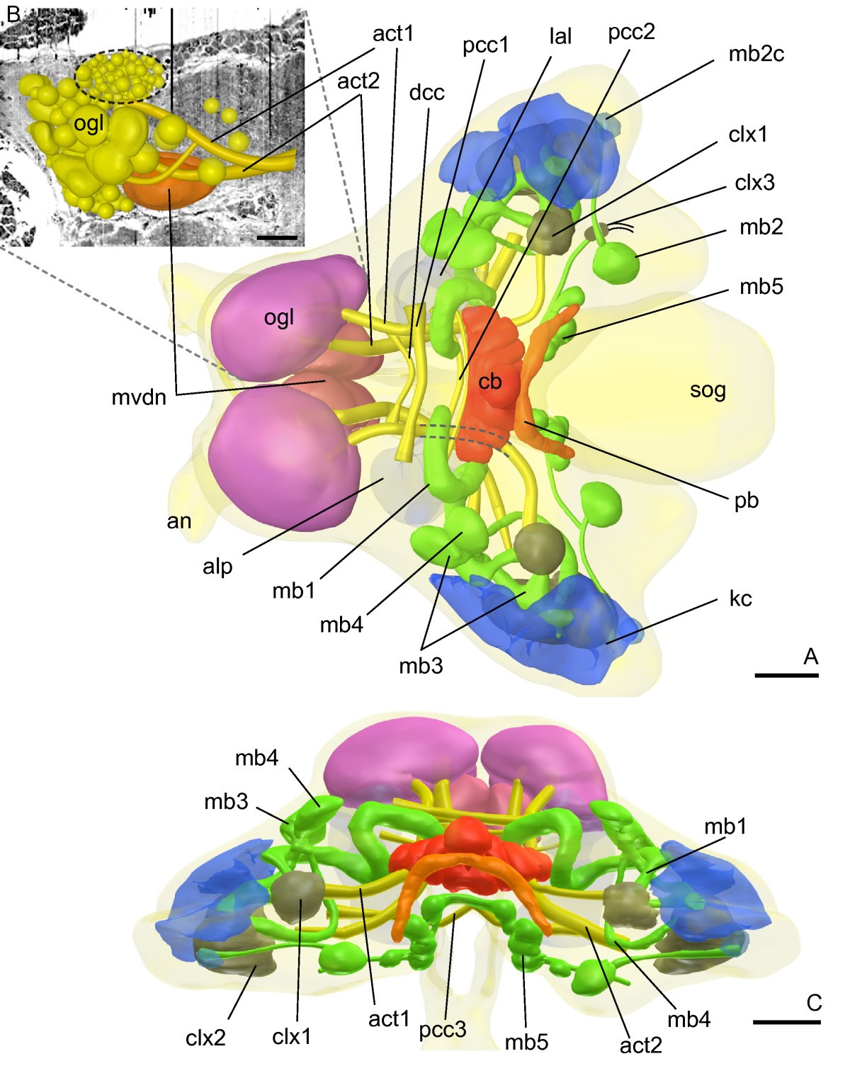 Brain anatomy in Diplura (Hexapoda) | Frontiers in Zoology | Full Text