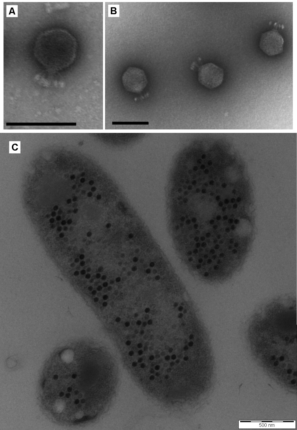 First genome sequences of Achromobacter phages reveal new members of ...