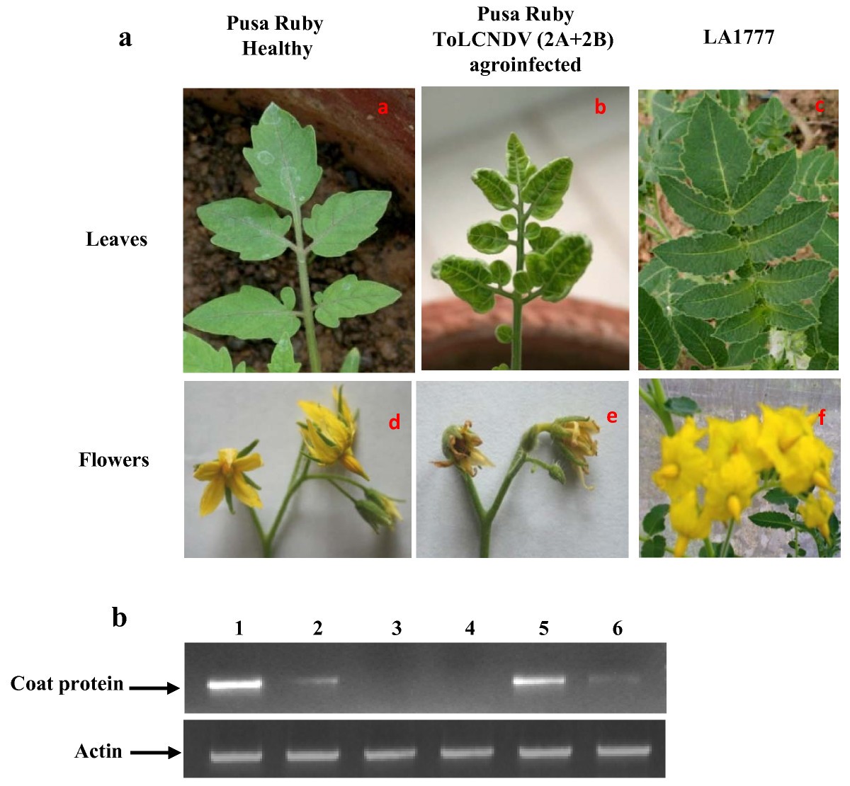 MicroRNA profiling of tomato leaf curl new delhi virus (tolcndv