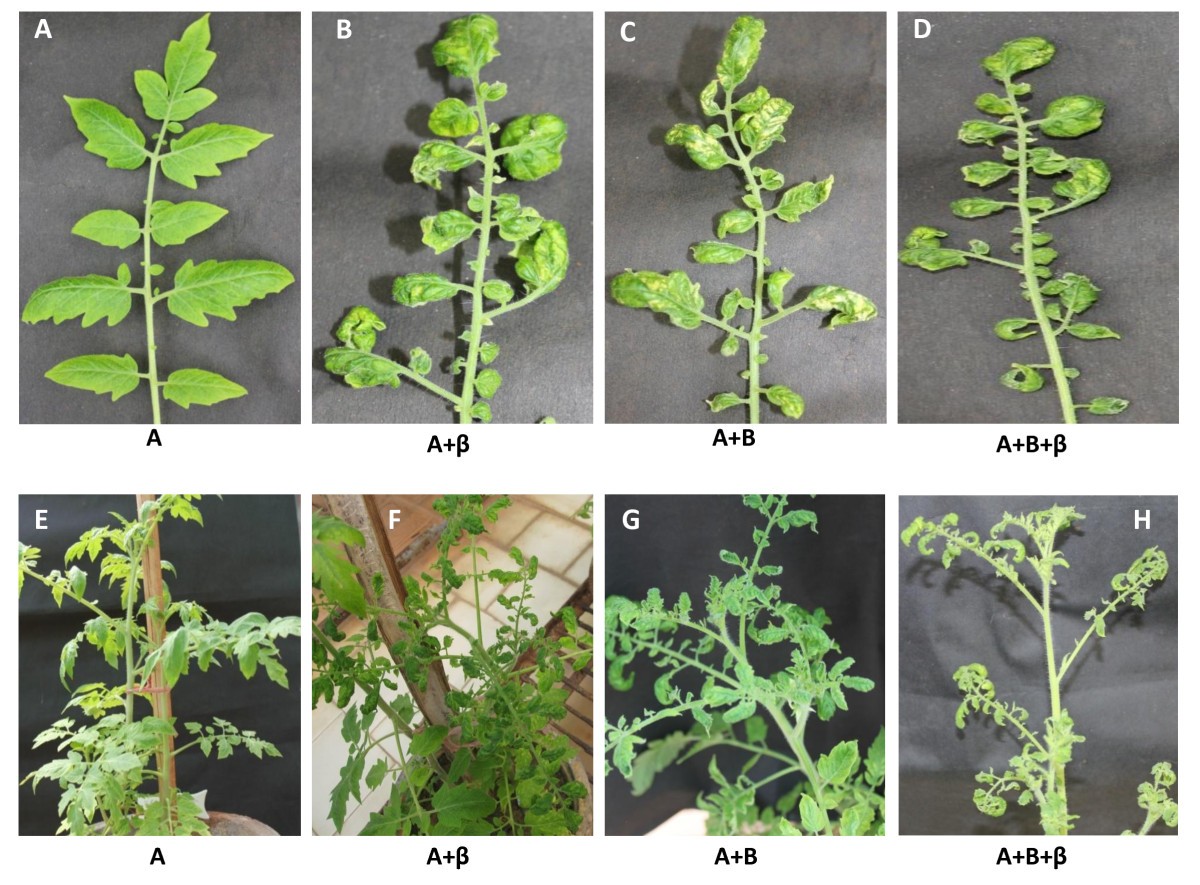 Molecular characterization and infectivity of a Tomato leaf curl New