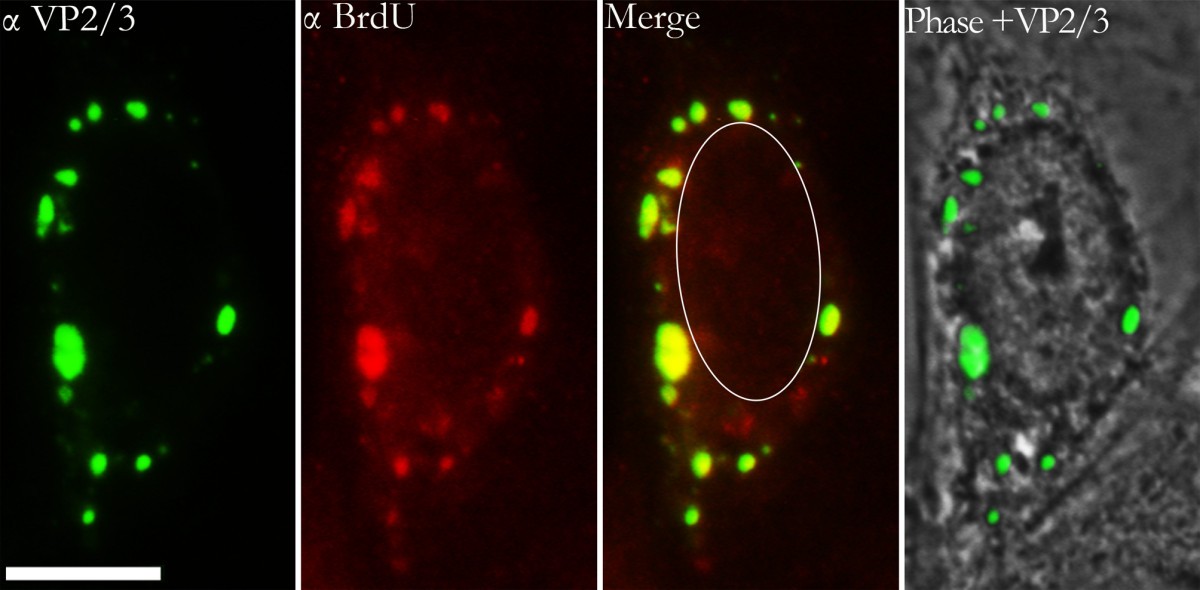 Disassociation of the SV40 Genome from Capsid Proteins Prior to Nuclear