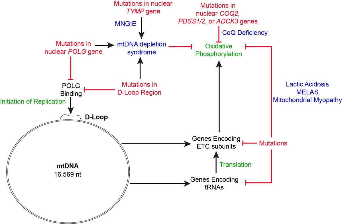 Mitochondrial-associated metabolic disorders: foundations, pathologies