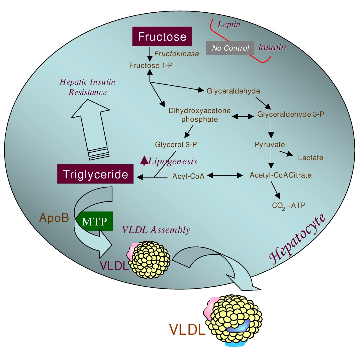 Fructose, insulin resistance, and metabolic dyslipidemia ... insulin resistance diagram 