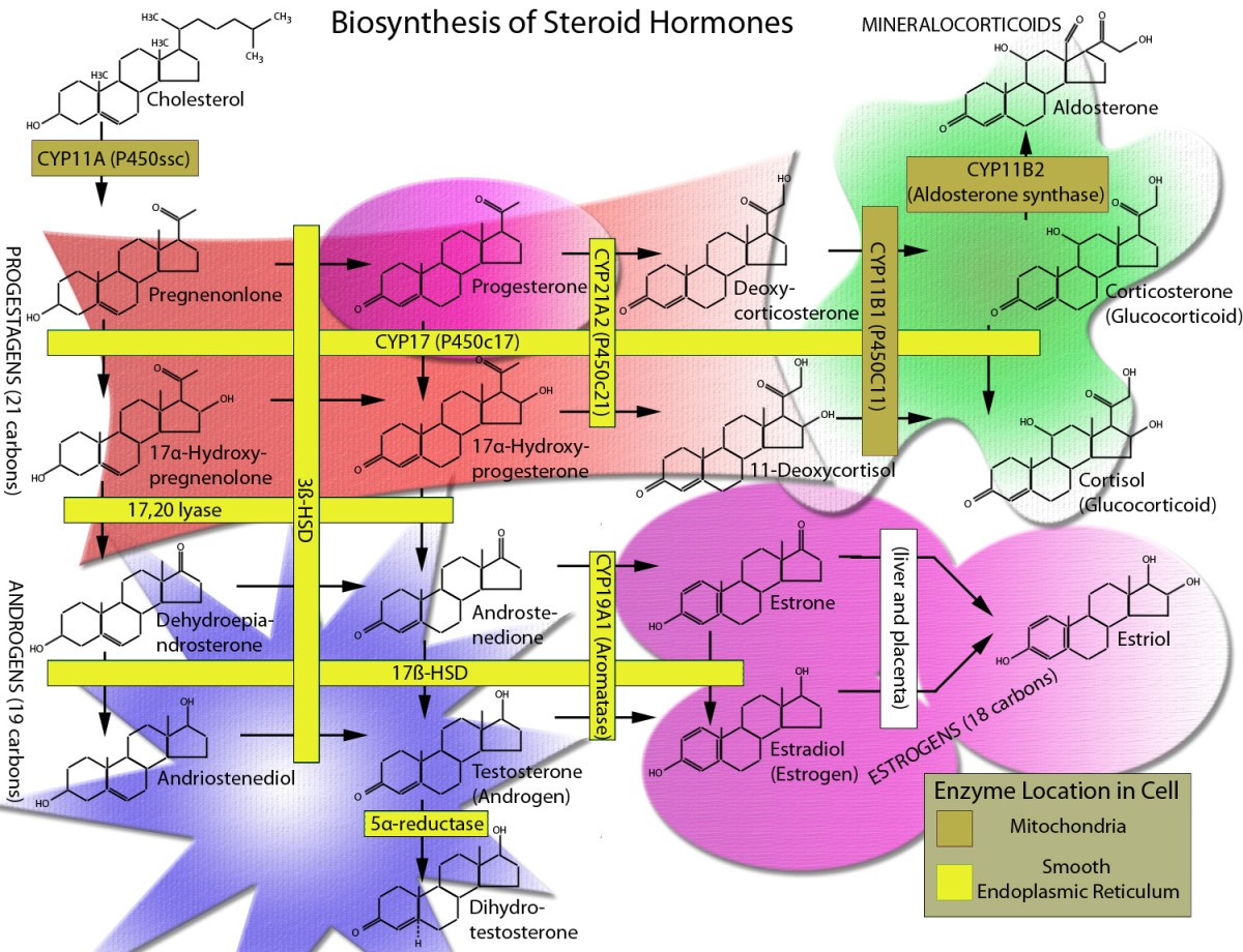 Cellular cholesterol delivery, intracellular processing and utilization