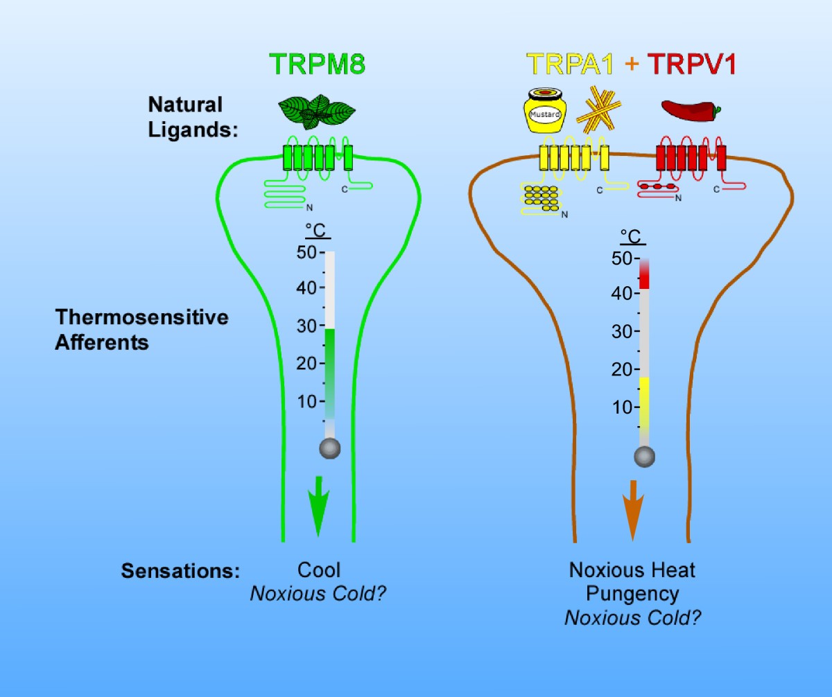 How cold is it? TRPM8 and TRPA1 in the molecular logic of cold sensation Molecular Pain Full