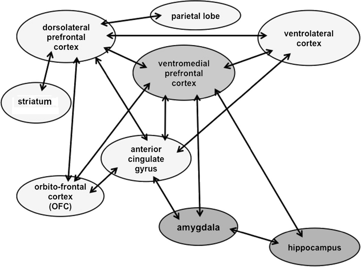 The Neurobiology Of Moral Sense Facts Or Hypotheses Annals Of