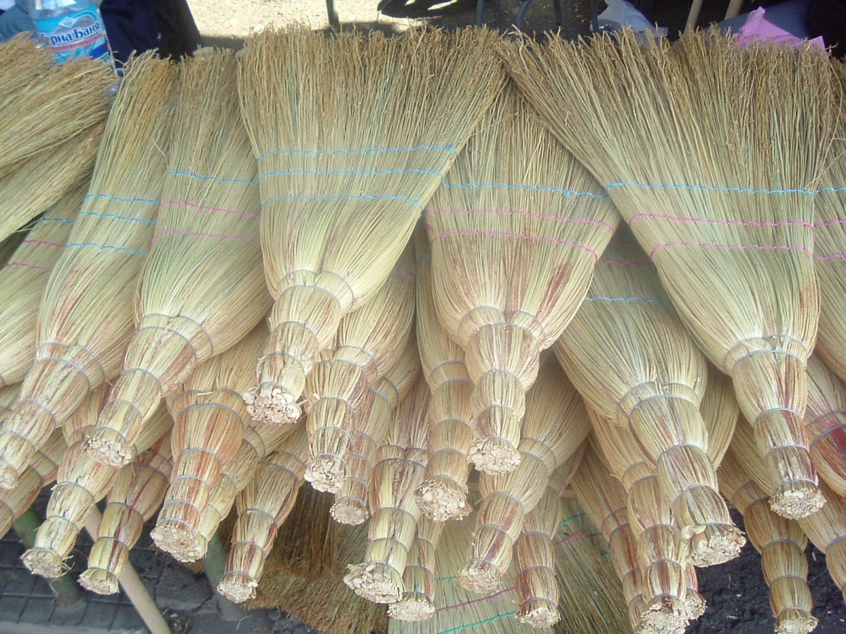 Plants traditionally used to make brooms in several European countries