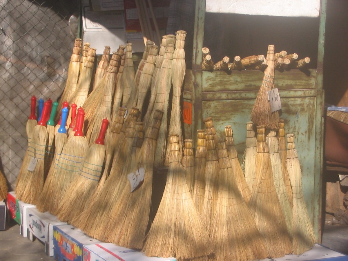 Plants traditionally used to make brooms in several European countries