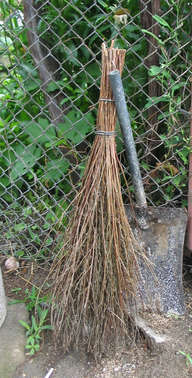 Plants traditionally used to make brooms in several European countries