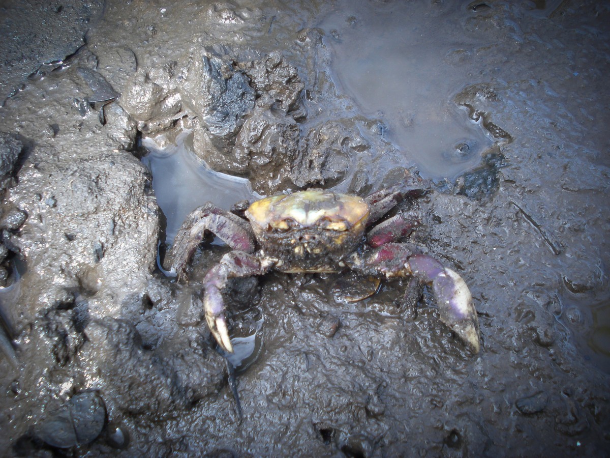 Perceptions of environmental changes and Lethargic crab disease among crab harvesters in a