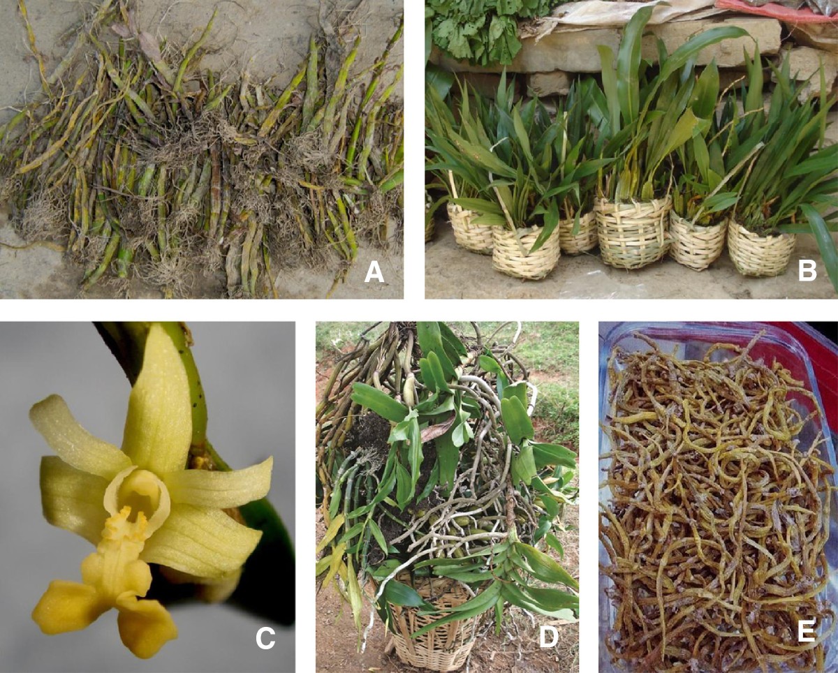 Collection and trade of wildharvested orchids in Nepal Journal of