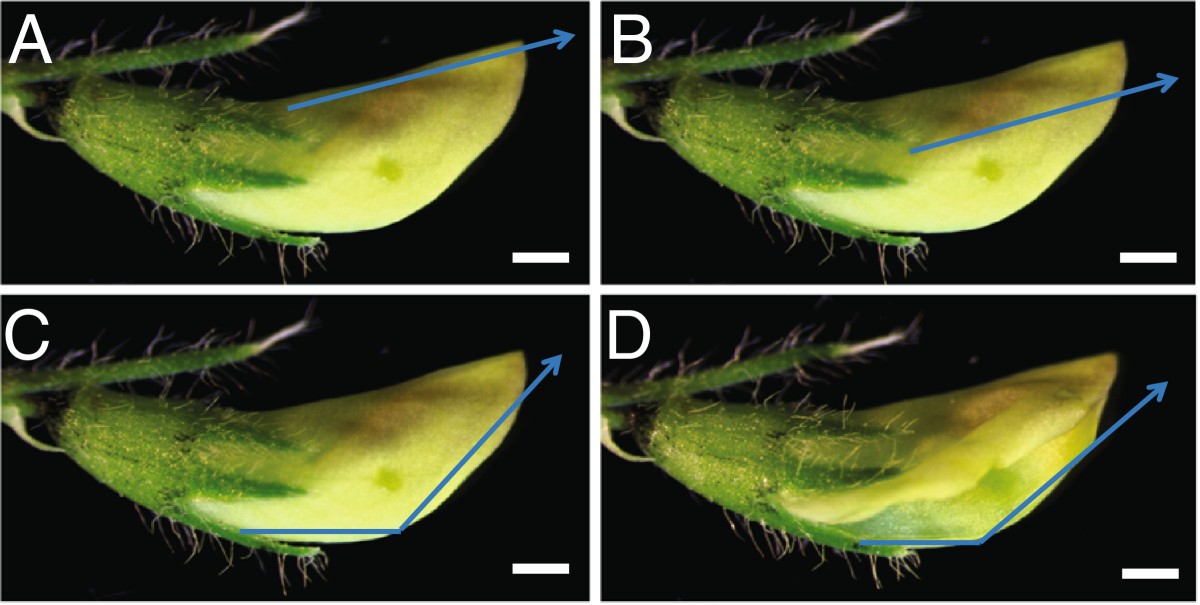 Keel petal incision a simple and efficient method for crossing