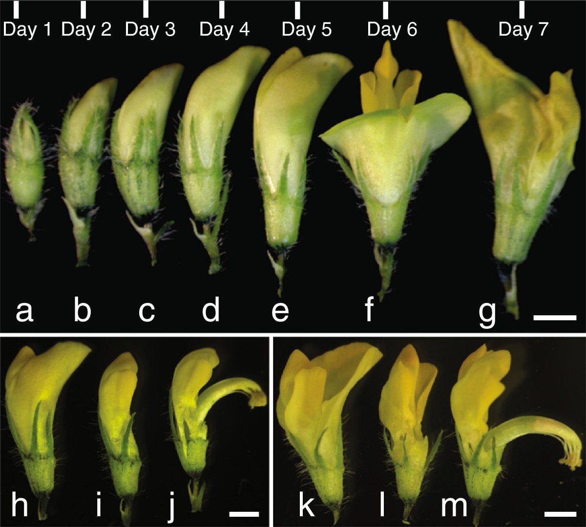 Keel petal incision a simple and efficient method for crossing in Medicago truncatula