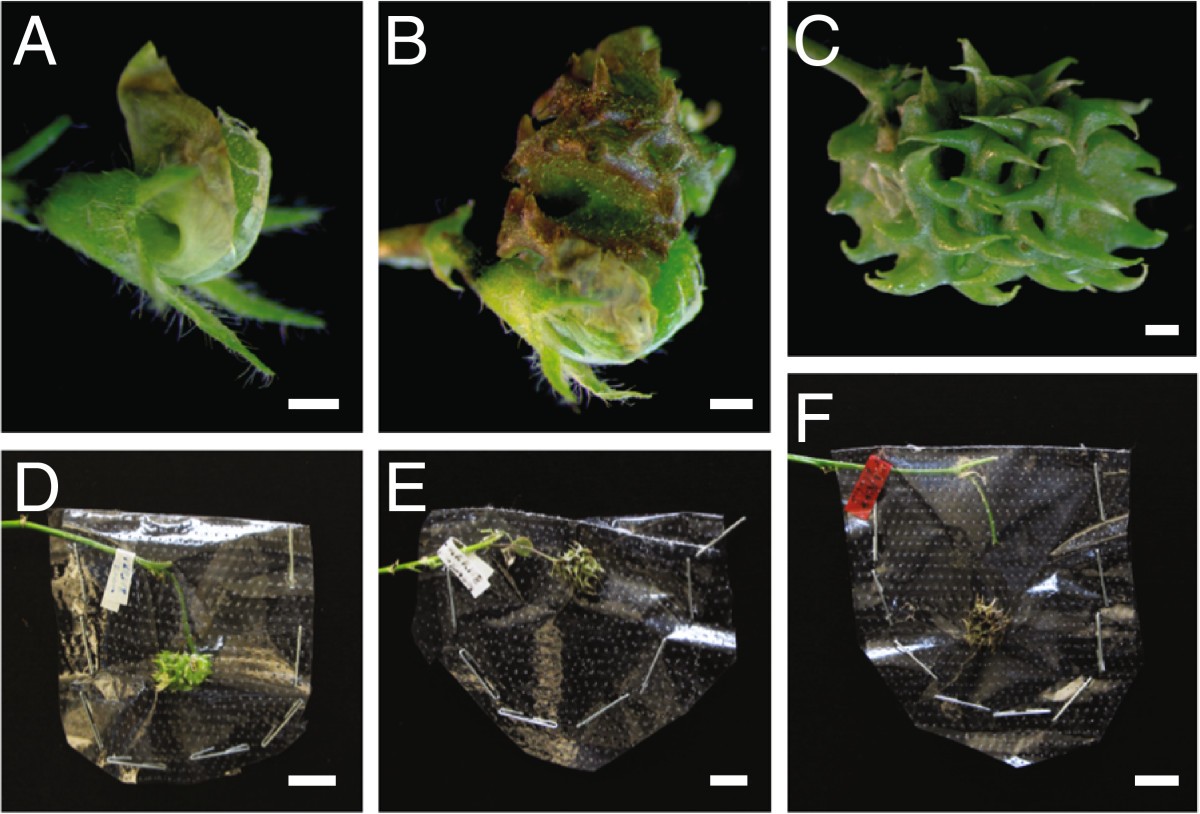 Keel petal incision a simple and efficient method for crossing
