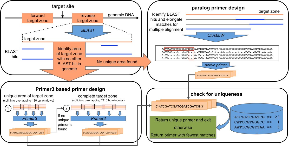 An easytouse primer design tool to address paralogous loci and TDNA